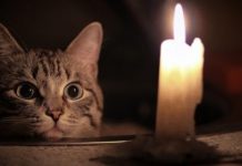 В НЭСК призывают граждан экономить электроэнергию
