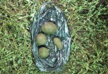 Жители Кызыл-Туу на дому изготавливали гашиш. Их застукали наркоборцы. Фото