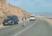 По трассе Бишкек — Иссык-Куль бегал страус. Водители его поймали. Видео