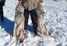 Ошто 9 карышкыр атылды