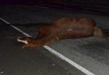 Сузак: унаа жылкыны сүзүп, жаш жигиттер жабыркады