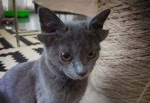 Түркияда 4 кулактуу мышык интернет жылдызына айланды