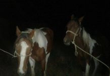 9 айда милиция мал уурулук менен алектенген 87 кылмыштуу топту кармашты