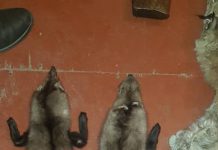 Кызыл китепке кирген жаныбарлардын терилери жана курал-жарактар табылды, – видео