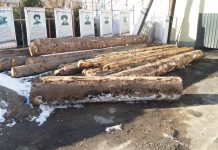 Ысык-Көлдө мыйзамсыз бактарды кыйган адам кармалды