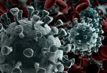 Таажы вирусунан 3 адам каза болду