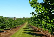 Возобновляемое зеленое золото. Сможет ли Кыргызстан начать его добывать?