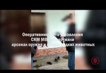 Житель Аксы хранил у себя дома шкуры редких животных и арсенал оружия