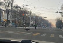 ВИДЕО. Свора собак выскочила на дорогу прямо перед кортежем Жапарова