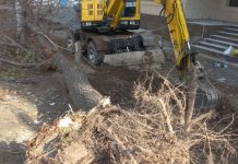 В Бишкеке стройкомпанию оштрафовали на 13 тысяч за вырубку дерева
