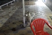 Сосновкадагы кафеге карышкырга окшогон жаныбар кирип келген, – видео