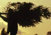 В 12 мкр произошло дерзкое похищение новогодней елки. Видео