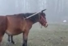 В Сокулуке бродит лошадь с вилами, торчащими из тела