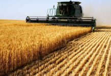 Диверсификация рынка пшеницы – вопрос продовольственной безопасности Кыргызстана