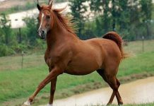 Лошадей, гулявших в столичном парке «арестовали». Хозяевам грозит штраф