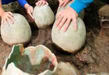 В Китае нашли яйцо динозавра с отлично сохранившимся эмбрионом. ФОТО