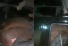 В Сокулуке машина сбила лошадь. Животное от удара оказалось в салоне авто