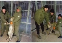 Детенышу козерога, которого спасли в Таласе, нашли новый дом