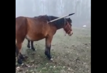 Жылкынын жонуна айры сайып салган, – сүрөт