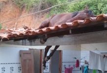 И такое бывает. В Джалал-Абаде на крышу дома упали две лошади