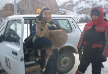 Милота! В Таласе спасли одинокого детеныша козерога