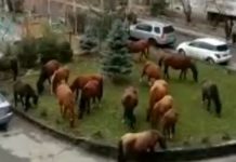 Во дворе дома в 11-м микрорайоне утром пасся табун лошадей