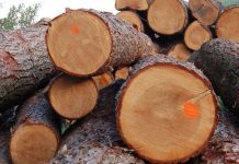 Жыгачты жана жыгач материалдарын сыртка ташып чыгууга убактылуу тыюу салынды