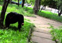 30-летнюю бишкекчанку застукали в момент поиска «закладки» с наркотиком. ФОТО