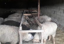 Ысык-Атада баласы атасынын малын уурдап кармалды