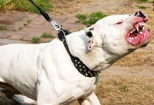 В Бишкеке два питбуля напали на школьников. Один из них в тяжелом состоянии