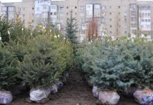 Пора покупать елку! В Бишкеке открылся елочный базар