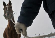 Сотрудники Сары-Челекского заповедника присвоили лошадей, оргтехнику и деньги. Возбуждено дело