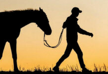 Тогуз-Тородон мал уурдап, этин Бишкекте сатып жаткан жаран кармалды