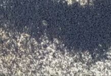 В Бишкеке нашествие неизвестных личинок. В мэрии призвали не паниковать