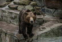 В зоопарке Ташкента женщина сбросила своего ребенка в вольер к медведю