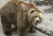 Өз кызын жырткычты көздөй ыргытып жиберген