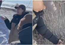 ООБДД: Певица Анжелика вырубила деревья незаконно, разрешения на это не выдавалось