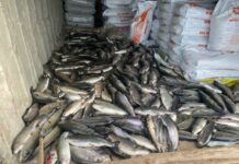 Токмоктогу балыктардын массалык кырылышына эмне себеп болгон? Жооп