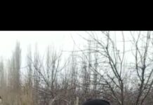 Жоголгон мал кайра торпогу менен кайтарылды