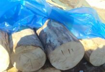 Жети-Өгүз районунда эки жаран мыйзамсыз бак кыйганга шектелүүдө