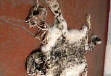 Из Кыргызстана в Казахстан пытались вывезти шкуру и череп илбирса