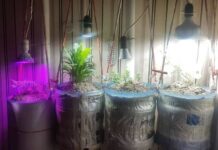 Бишкекчанка «сдала» патрульным сына, который выращивал дома марихуану