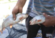 Установлена причина массовой гибели рыбы в Токмаке и Чуйском районе