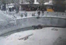 Появилось видео, как в зоопарке Ташкента мать сбросила ребенка в вольер с медведем