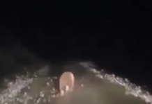 В Нарыне сняли на видео бегущего по дороге медвежонка