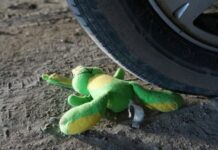 Бишкекте айдоочу окуучуну сүзүп, үйүнө жеткирип, 200 сом берип качып кеткен