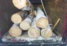 На Иссык-Куле двое мужчин незаконно вырубили 23 тянь-шаньских ели