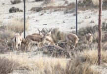 ФОТО. На Иссык-Куле вновь появились джейраны