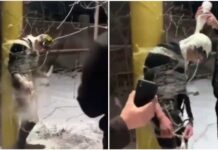 Парня примотали скотчем к столбу, обливали молоком, разбивали яйца о голову. Комментарий УВД