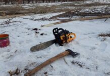 На Иссык-Куле вдоль трассы незаконно вырубили деревья. ФОТО